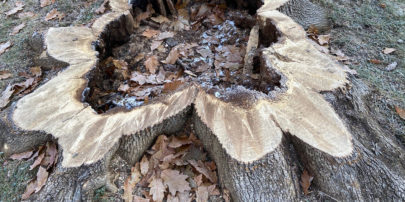 An Old ash tree had run its course, time to call it quits and it came down in style. A photo essay.