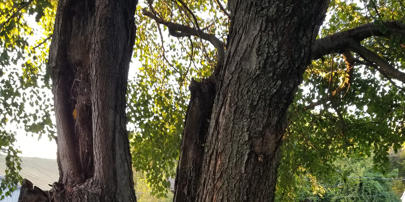 The Tree