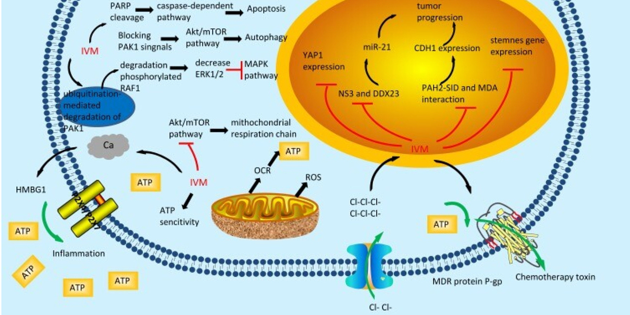 IVERMECTIN and CANCER Part 2 - Treating Turbo Cancer - 7 new studies released in 2024 show Ivermectin works against CANCER - suggested PROTOCOLS for COVID-19 mRNA Vaccine Induced Turbo Cancers