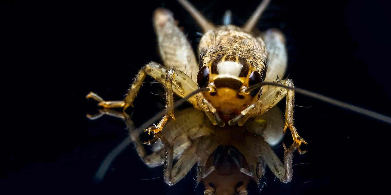 EU Sniger Insekter I Din Mad Uden Advarsel