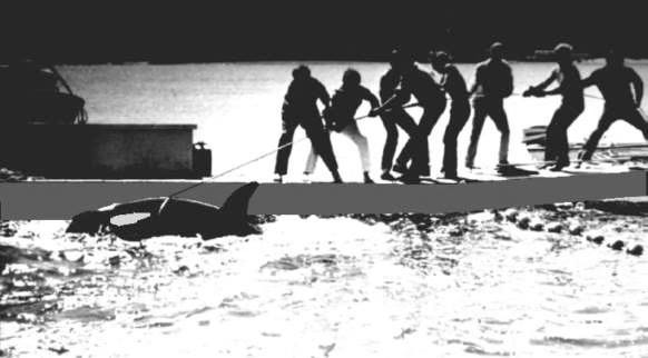 Saving the Southern Resident orcas - the family of Toki/Tokitae/Lolita/Sk’aliCh’elh-tenaut