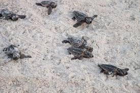 Early Preparations Begin for Sea Turtle Hatching Season Amid Post-Storm Challenges