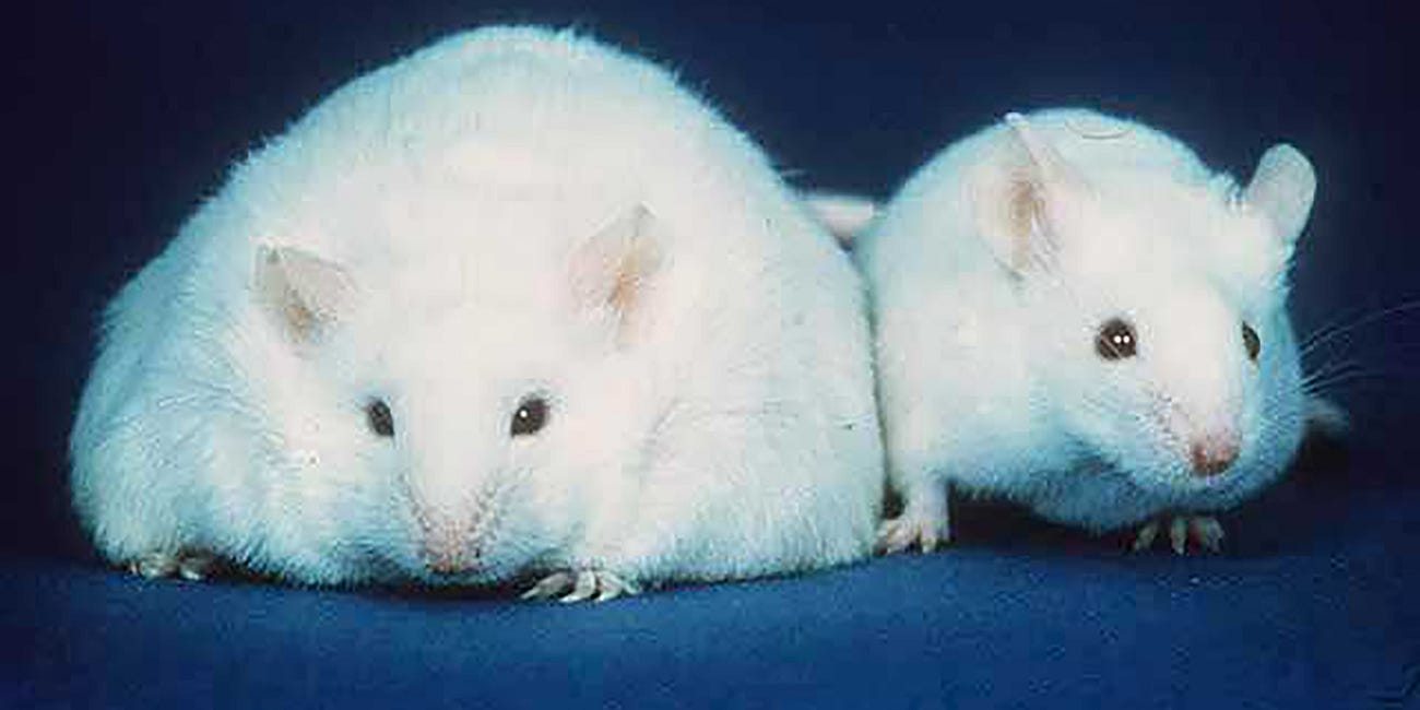 Of Freedom and Fat: Why Anti-Obesity Laws Are Immoral