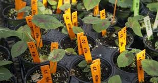 UF/IFAS Manatee County Plant Sale