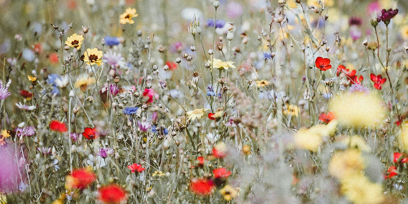 you belong among the wildflowers