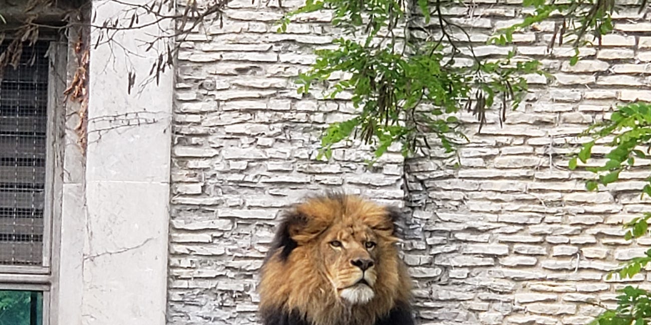 The Lion Gets a Cuddle