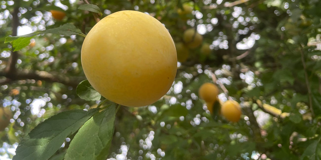 The Plums Are Here