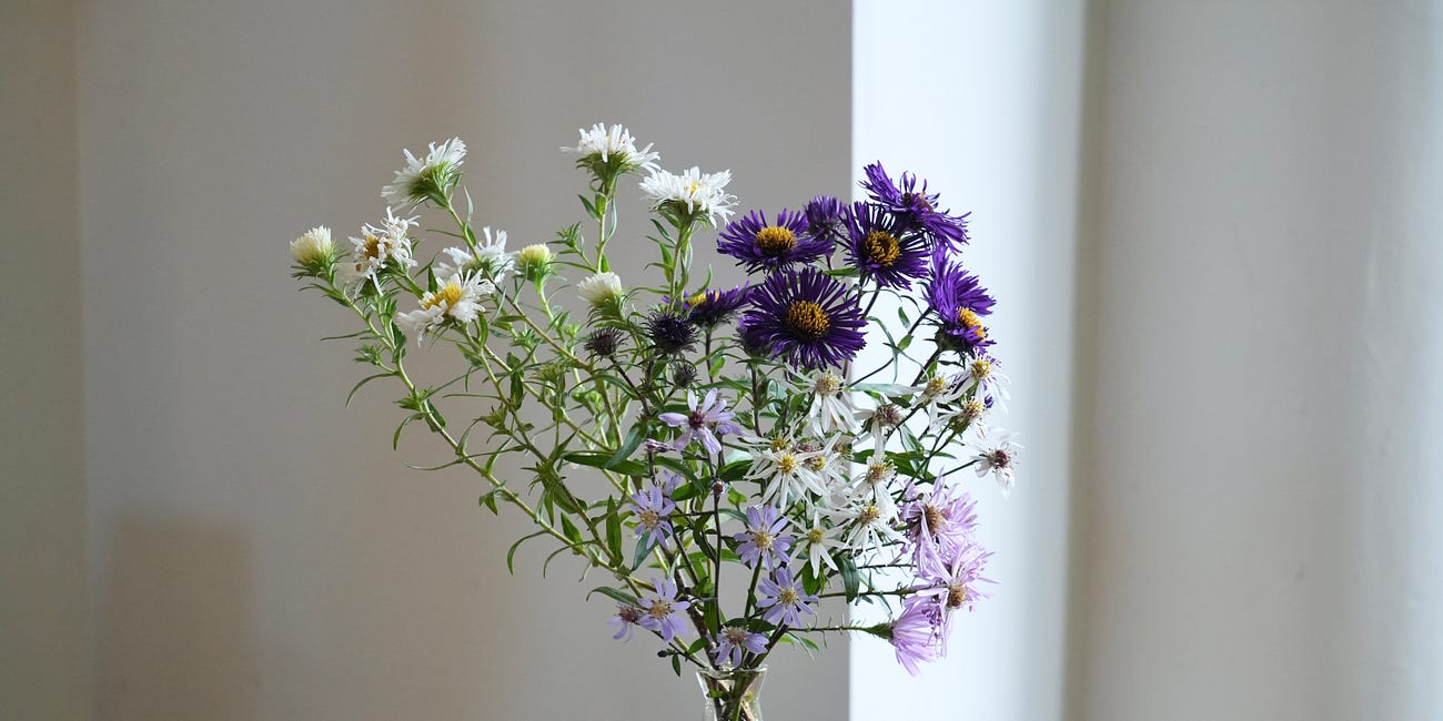 Asters for naturalistic gardens (part one)