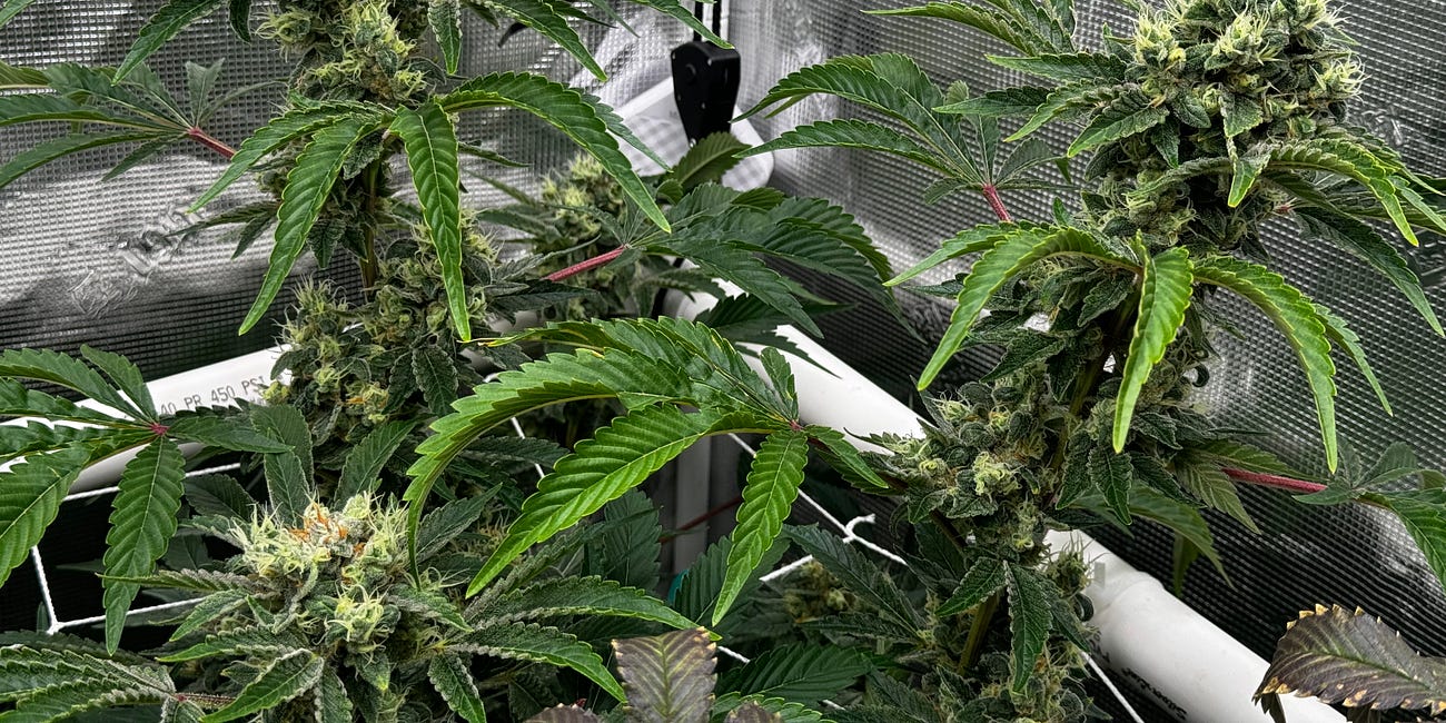3 out of 5 Americans Support Home Grow.