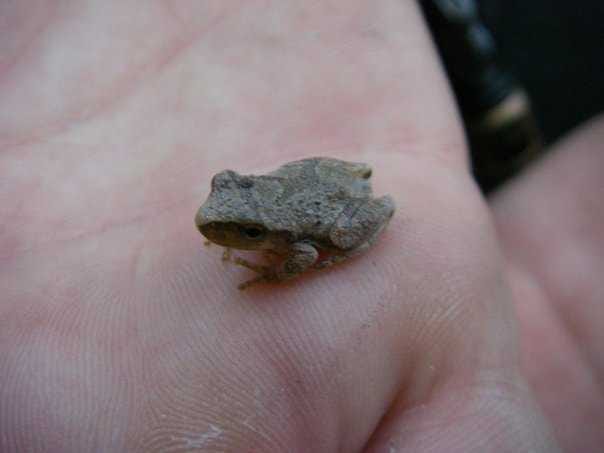 The Siren Song of the Spring Peeper