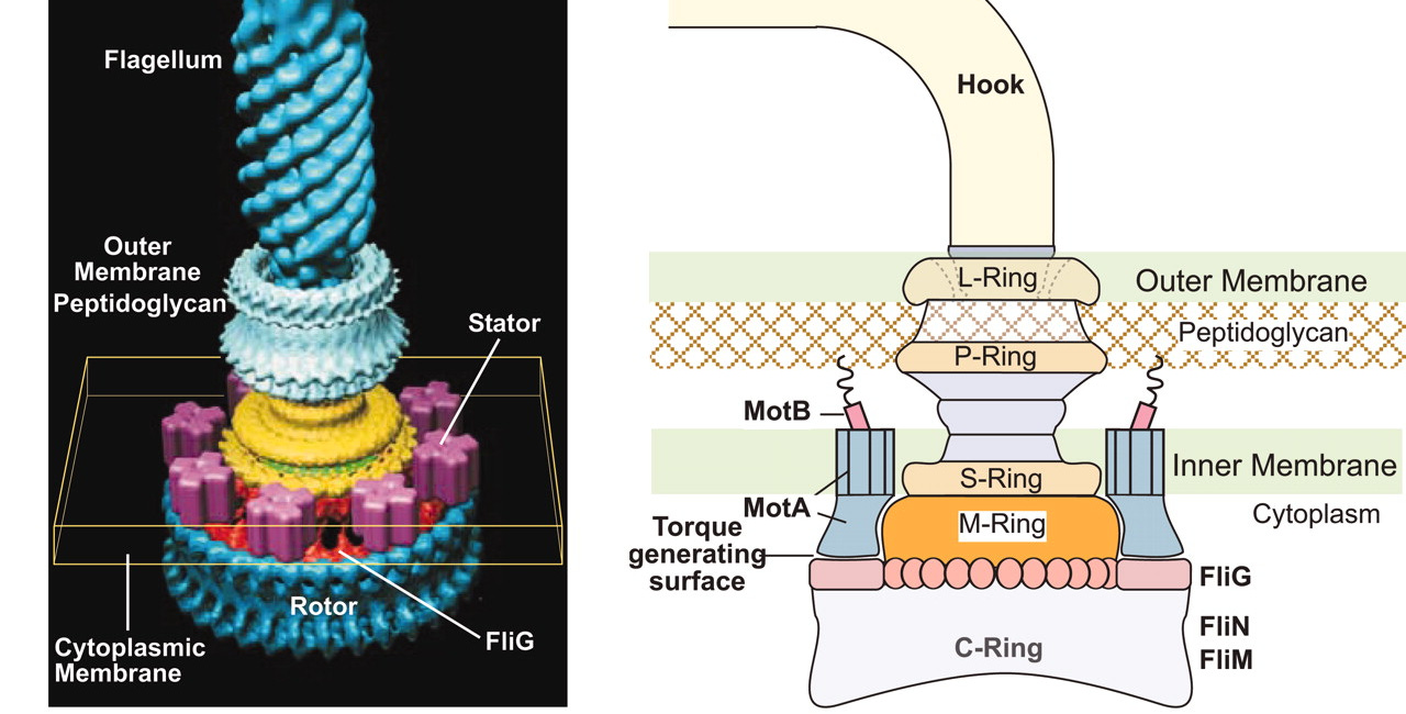Our Cellular Machinery