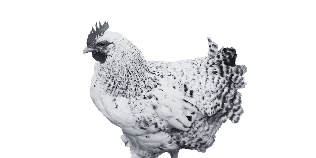 Dumb Chicken