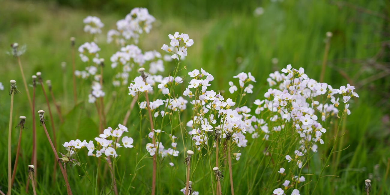 Cardamine pratensis | cuckoo flower
