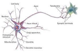 [Preview] Have computers do most of central nervous system (such as thalamus, auditory cortex, visual cortices, homunculus)
