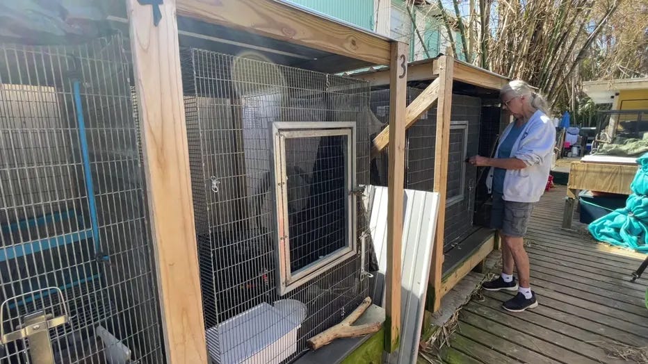 Bradenton Beach Wildlife Rescuers Rally to Recover After Hurricane’s Devastating Impact