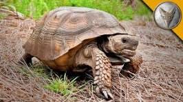 Manatee County Gopher Tortoise Resort Welcomes 100th Resident