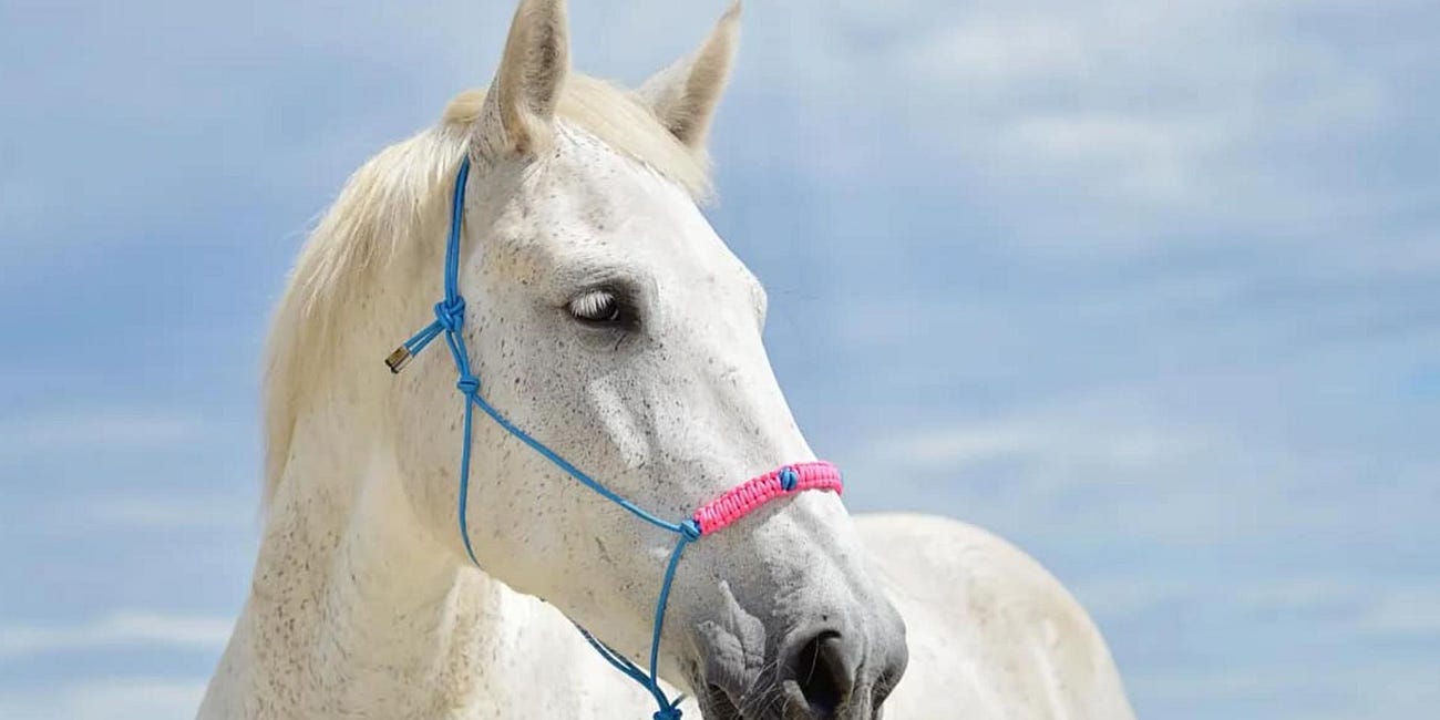 Missing Horse Found Dead After Extensive Search in Myakka City