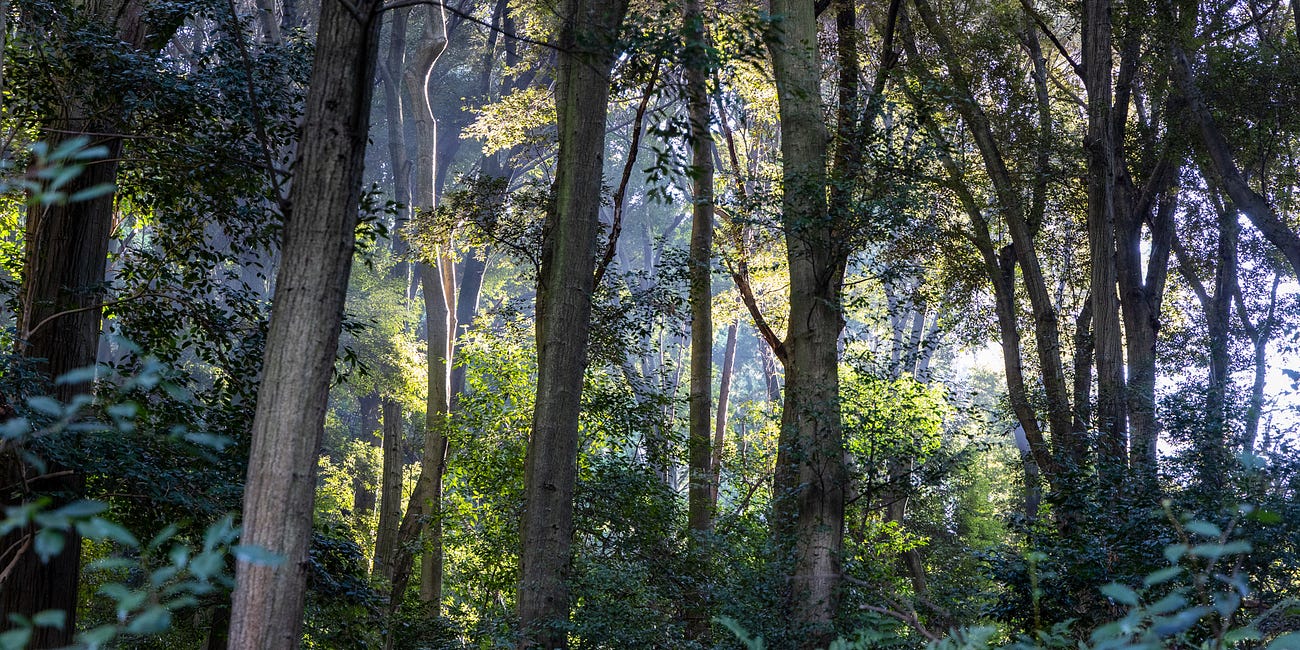 Hiking the Kyoto Trail: Day 2 - A Wonderful Yet Intense Day on the Trail