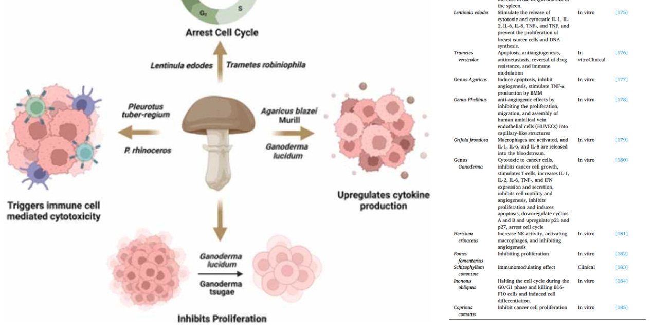 The Remarkable Anti-Cancer Potential of Mushrooms