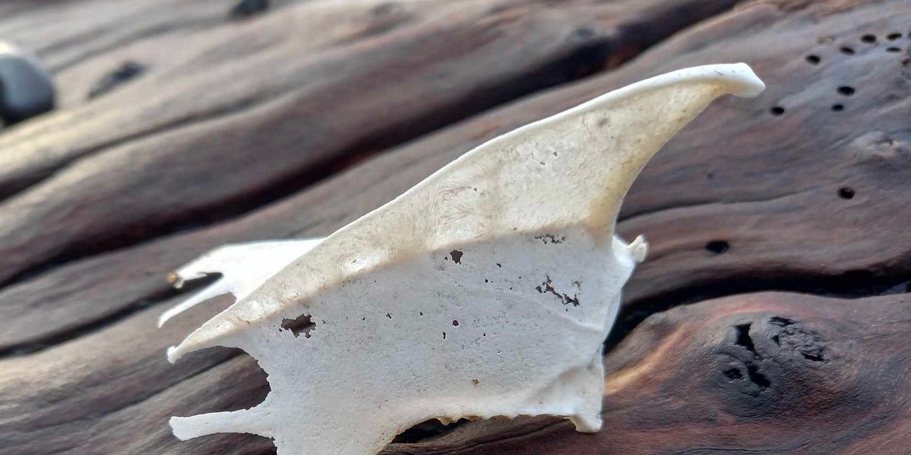 Beach-Combing Journal: House-Building & Unphotographability