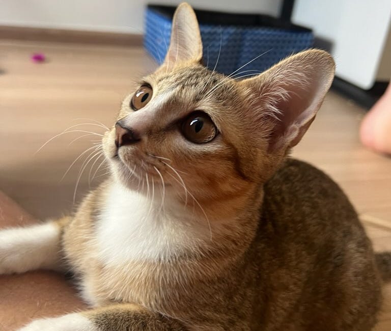 The Adventures of Miso (part 2)