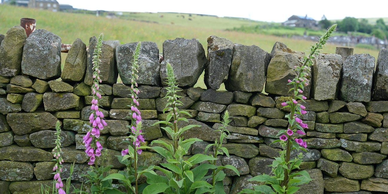 Digitalis purpurea | foxglove