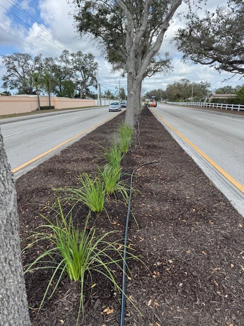 Native Plant Initiative Transforms Manatee County Public Spaces