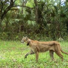Manatee County Eyes 550-Acre Land Deal to Expand Florida Wildlife Corridor