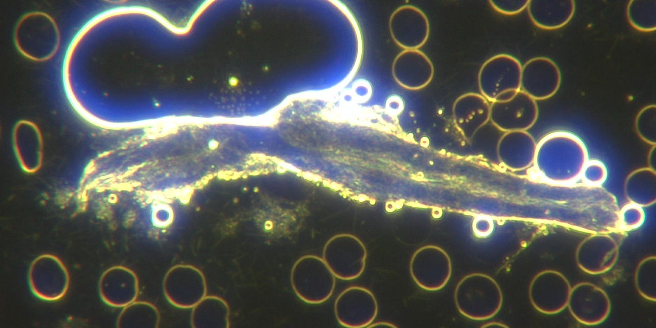 War es wissenschaftlich bekannt, dass Polyethylenglykol (PEG), ein Hauptbestandteil der C19-Biowaffen, selbstorganisierende Nanofasern, Kugeln und mesogene DNA-Biosensoren erzeugen kann? Ja, seit 2007