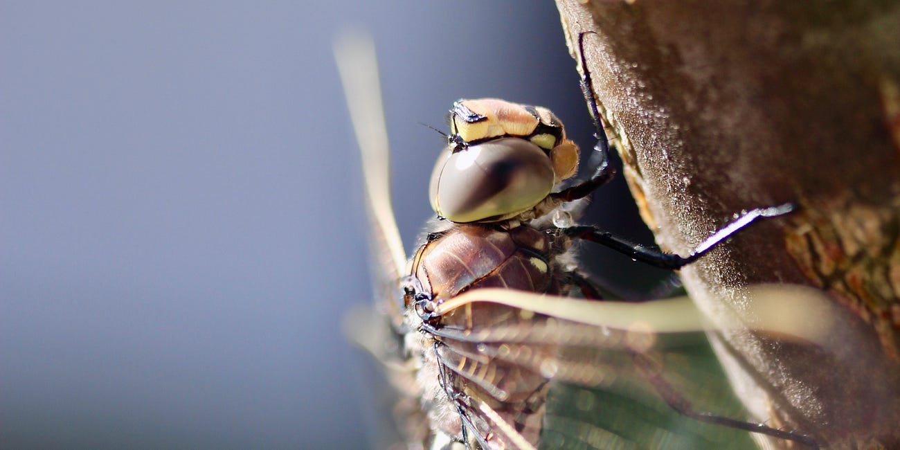 When a dragonfly visits...