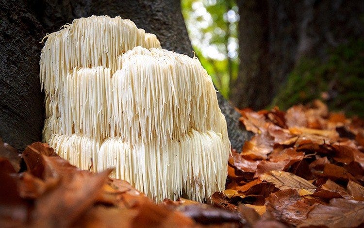 Lion’s Mane Mushroom: How This Brain-Boosting Supplement Can Enhance Focus and Memory