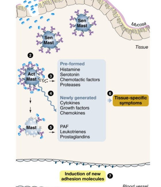 Mast Cells Getting Active