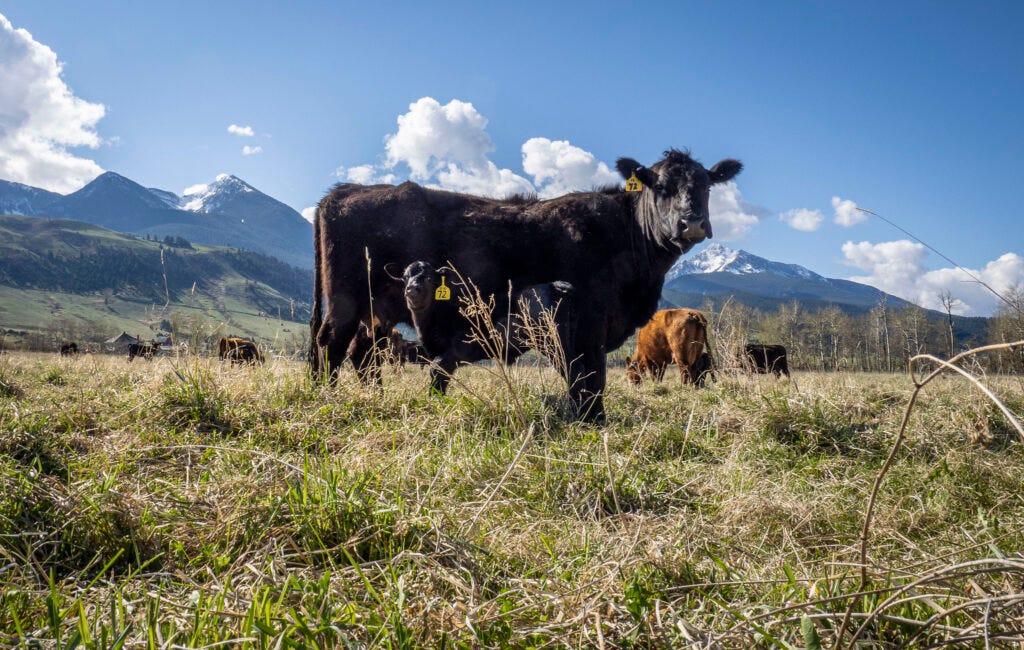 Daily News Roundup Montana Independent News