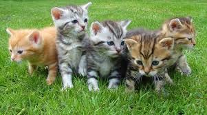 Urgent Need for Fosters as Kitten Season Peaks in Manatee County