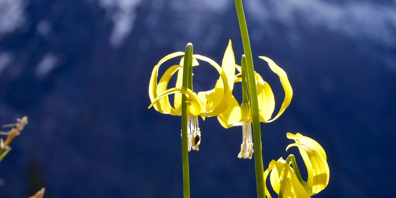 The Flower Economy