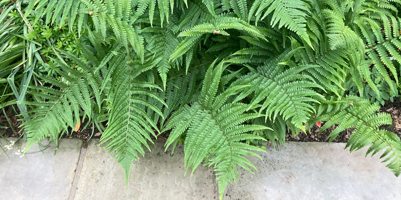 NOTES on. design // Ferns and French drains