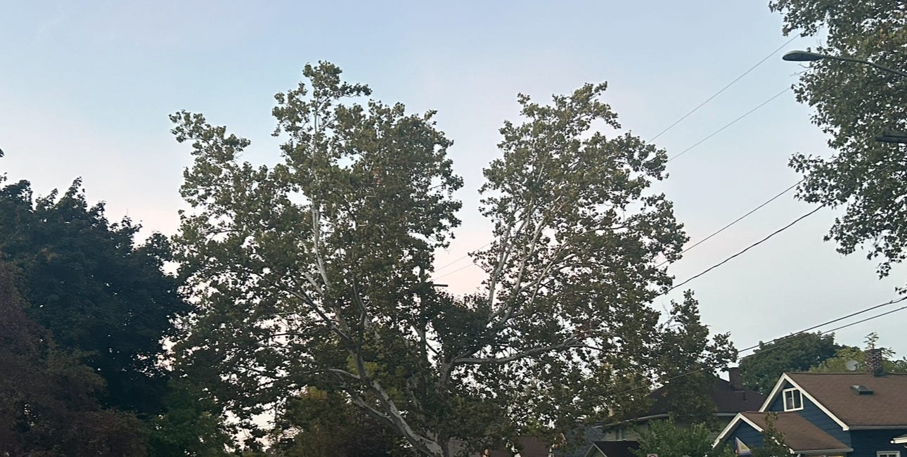Daniella (part 15, andrew lured to daniella, ii): Michigan 
