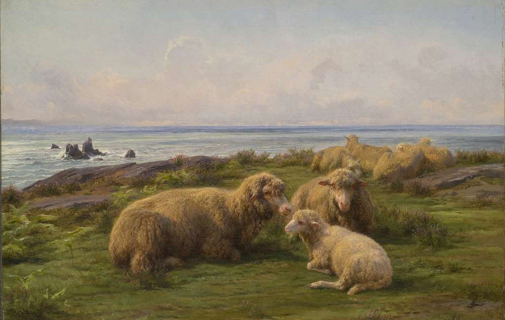 Mind the sheep