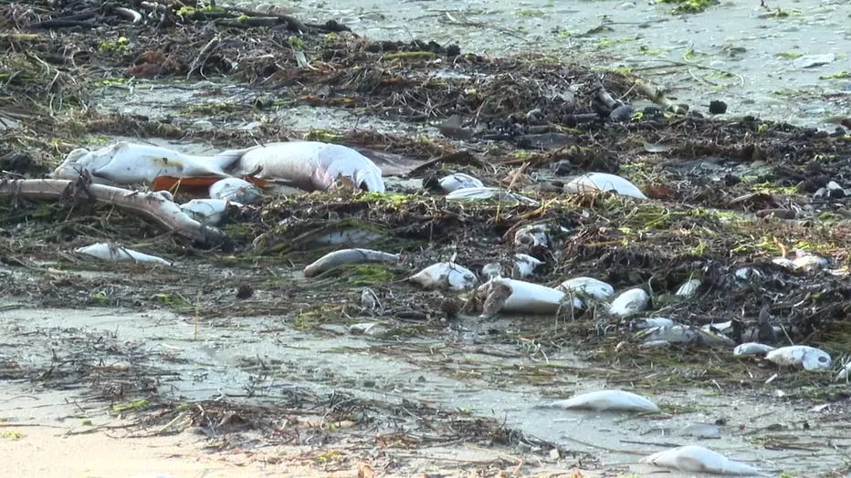Red Tide Warnings Issued for Manatee County Following Hurricane Milton