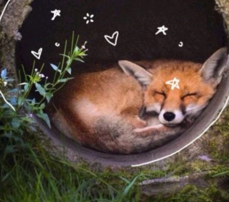 letters to the foxes