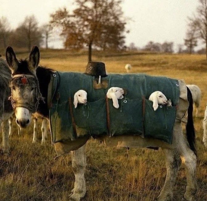 Omg this is ADORABLE...