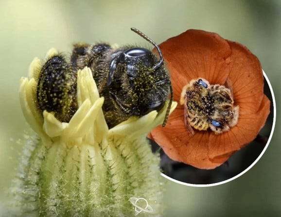 When bees get tired of flying, they will sometimes fall asleep in flowers...