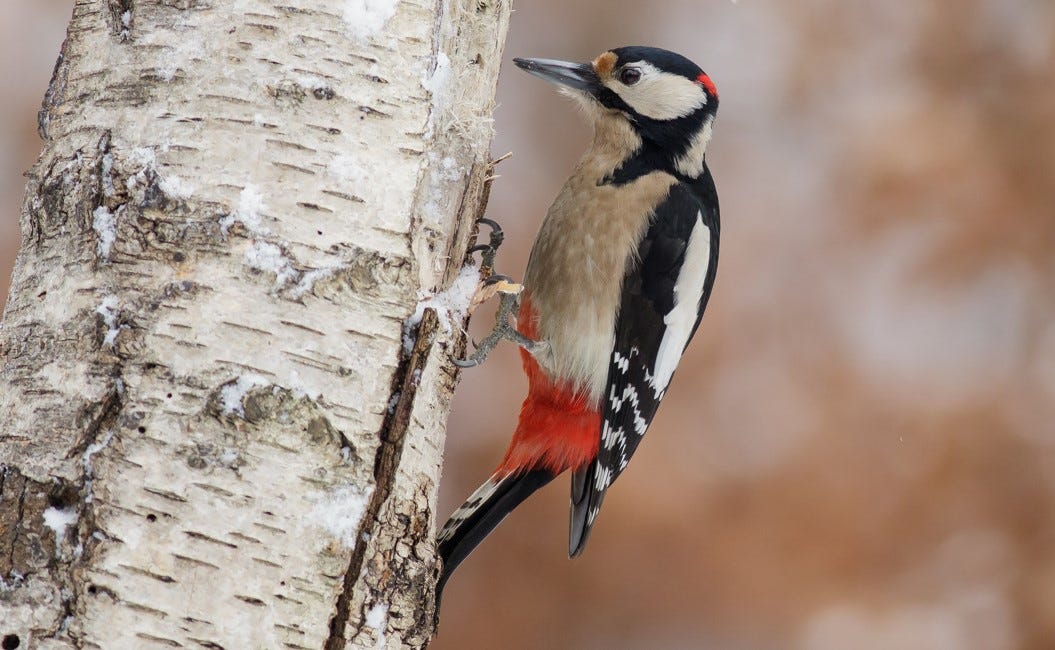 That drumming sound you hear could be a woodpecker 