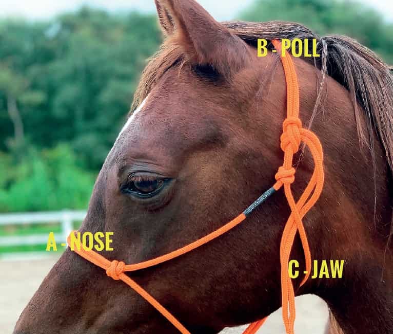 The Rope Halter 