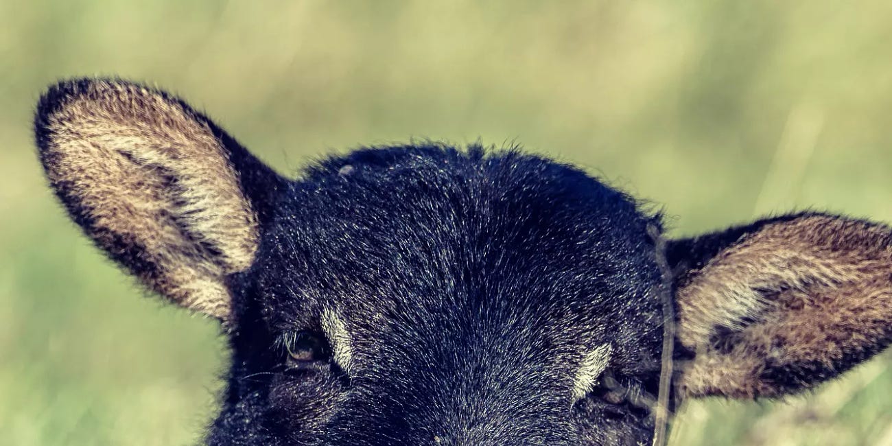 The Amazing Badger Face at LettsSafari's Dawlish Park