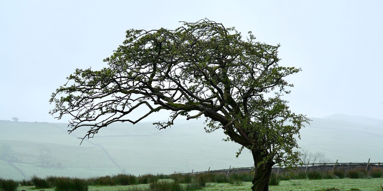 Crataegus monogyna | hawthorn