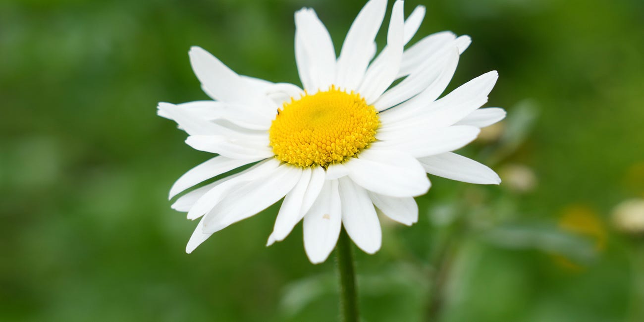 Leucanthemum vulgare | ox-eye daisy
