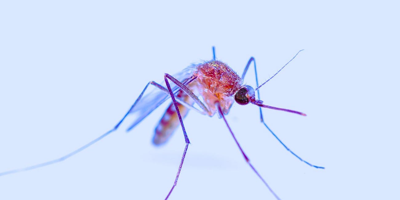 Bill Gates-Tied Vaccine Delivered Through Bite of Mosquito That Carries Bioengineered Malaria-Causing Parasite That Infects Human Blood Cells: 'New England Journal of Medicine'