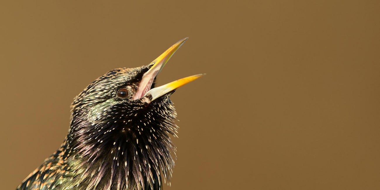 Region bucks the national trend for starling sightings