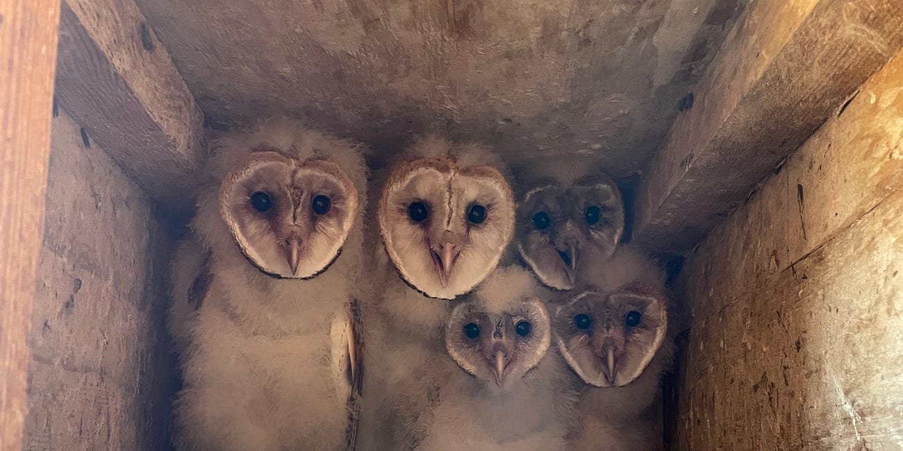 Indiana’s nest box program boosts Barn Owl resilience